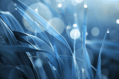 Image of Young grass with water drops against blurred background, closeup. Toned in blue