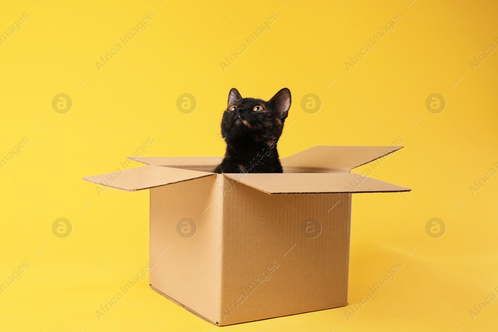 Photo of Cute black cat sitting in cardboard box on yellow background