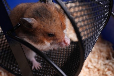Photo of Cute little hamster inside exercise wheel, closeup