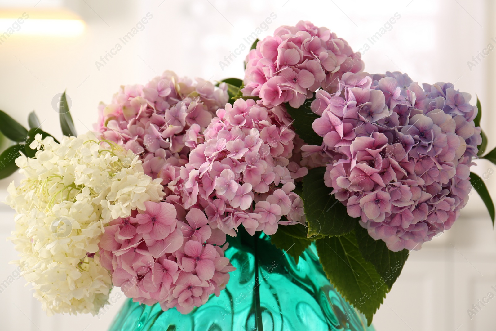 Photo of Bouquet of beautiful hydrangea flowers in vase indoors, closeup