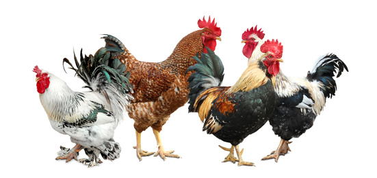 Beautiful chickens and roosters on white background