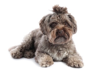 Photo of Cute Maltipoo dog lying on white background. Lovely pet