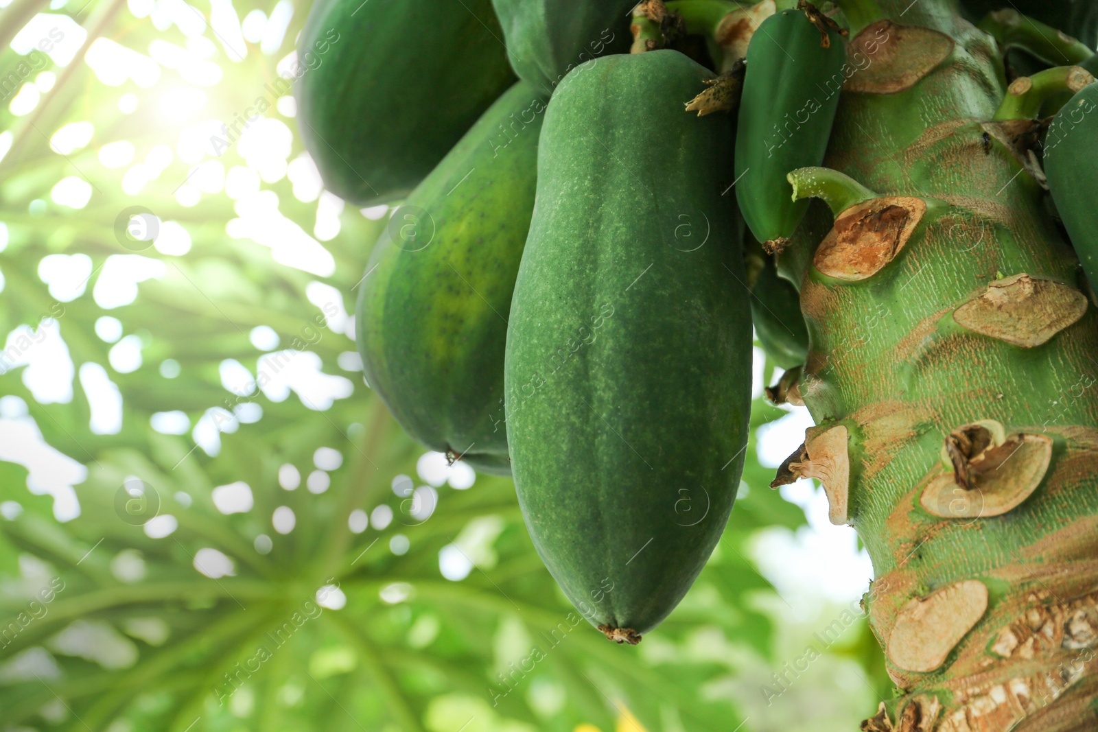 Photo of Unripe papaya fruits growing on tree outdoors, closeup