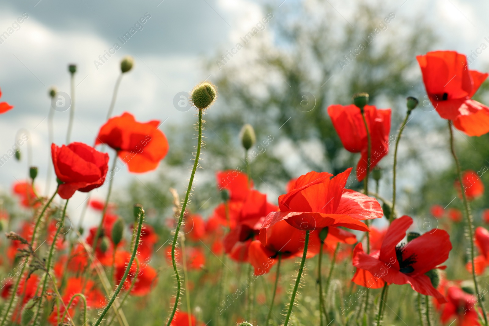 Photo of Beautiful red poppy flowers growing in field, closeup