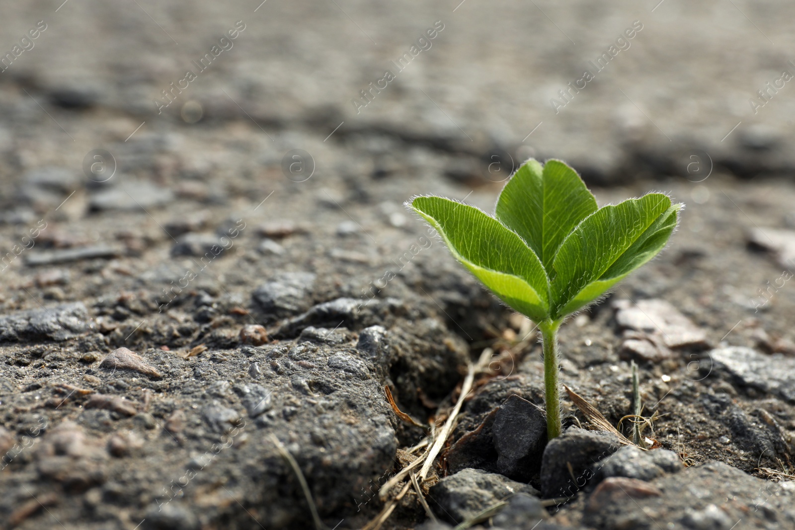 Photo of Green seedling growing in dry soil, space for text. Hope concept