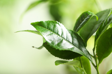 Photo of Green leaves of tea plant on blurred background, closeup