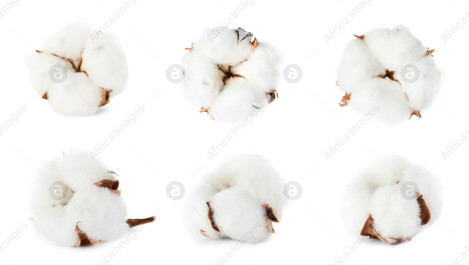 Image of Set with fluffy cotton flowers on white background