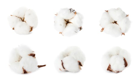 Image of Set with fluffy cotton flowers on white background