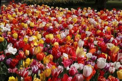 Photo of Many different beautiful tulip flowers outdoors. Spring season