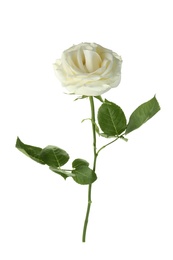 Beautiful fresh rose on white background. Funeral symbol