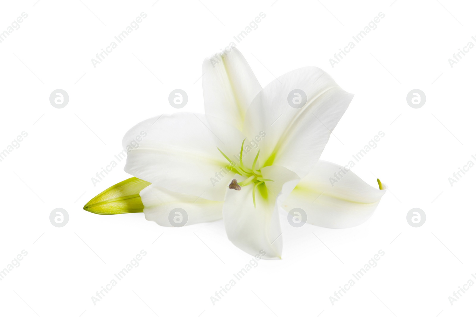 Photo of Beautiful fresh lily flower isolated on white