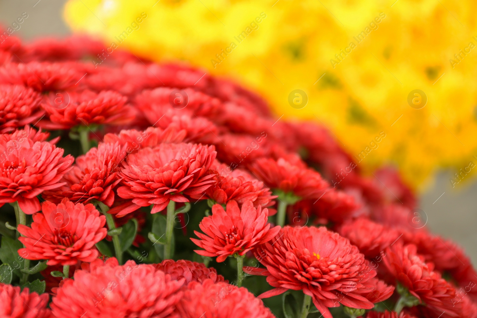 Photo of Beautiful fresh bouquet of colorful chrysanthemum flowers