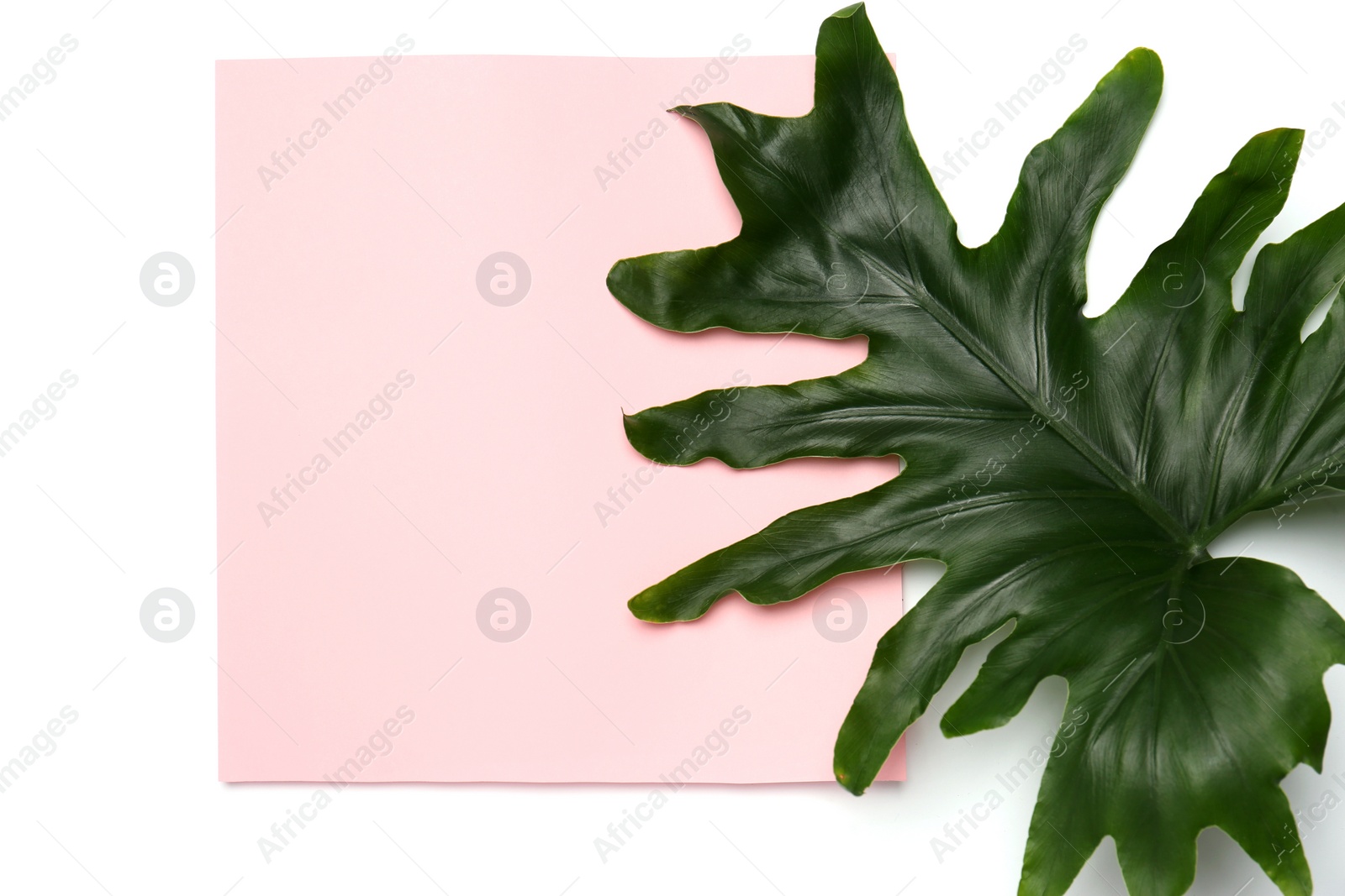 Photo of Beautiful composition with tropical leaf on light background, top view