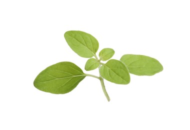 Aromatic green marjoram sprig isolated on white. Fresh herb