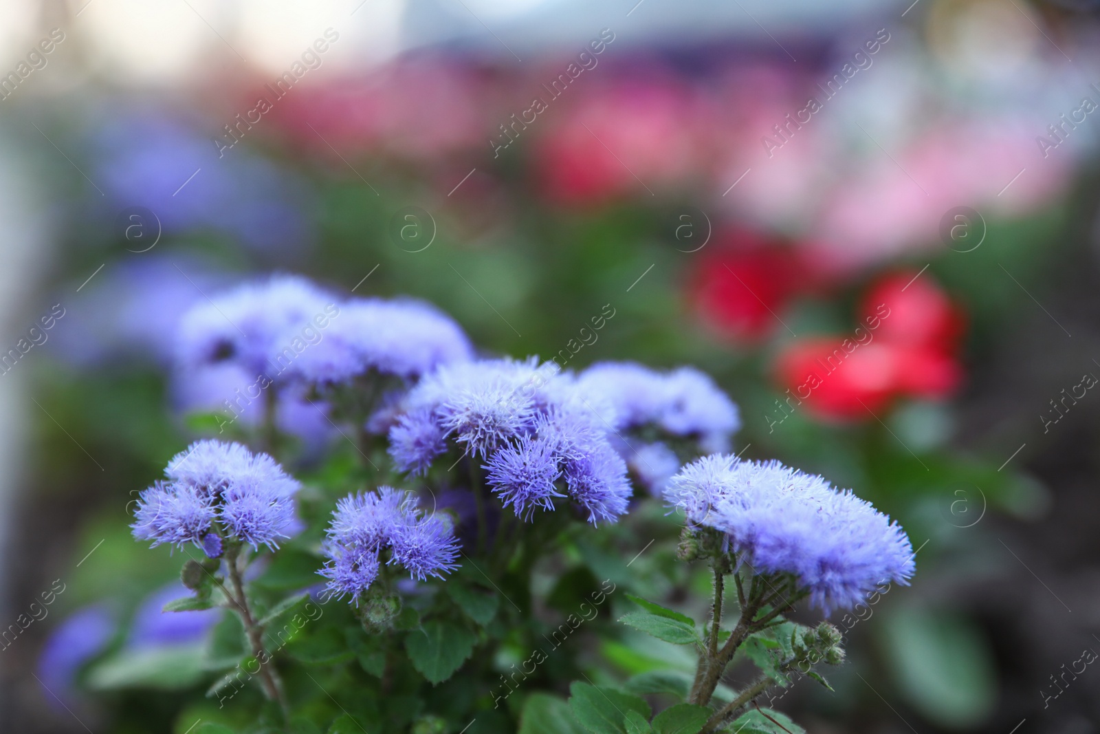 Photo of Beautiful garden flowers outdoors, space for text. Amazing nature in summer