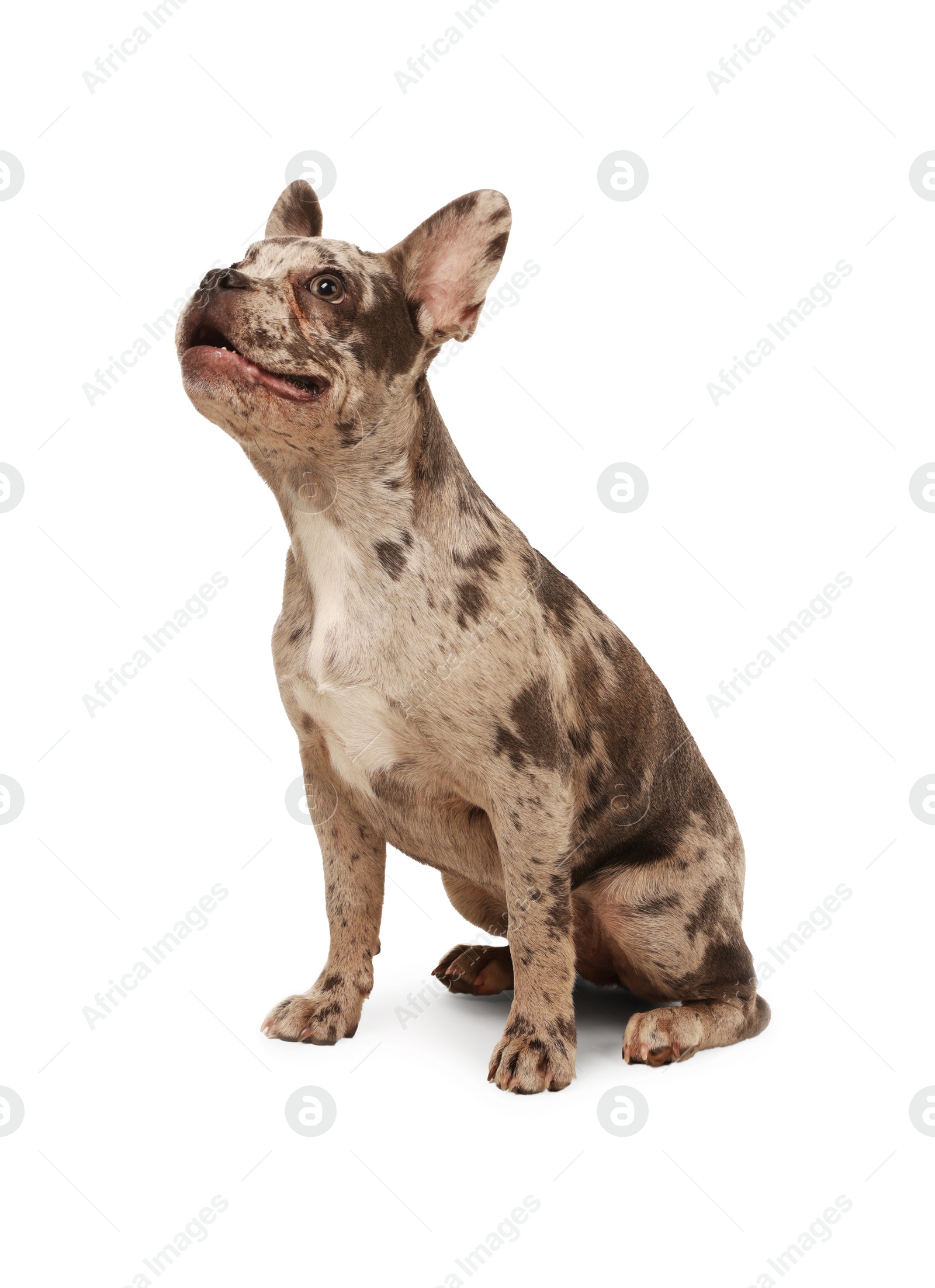 Photo of Cute French Bulldog sitting on white background