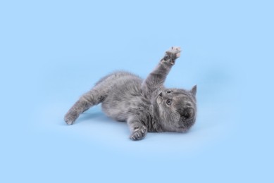 Photo of Cute little grey kitten playing on light blue background