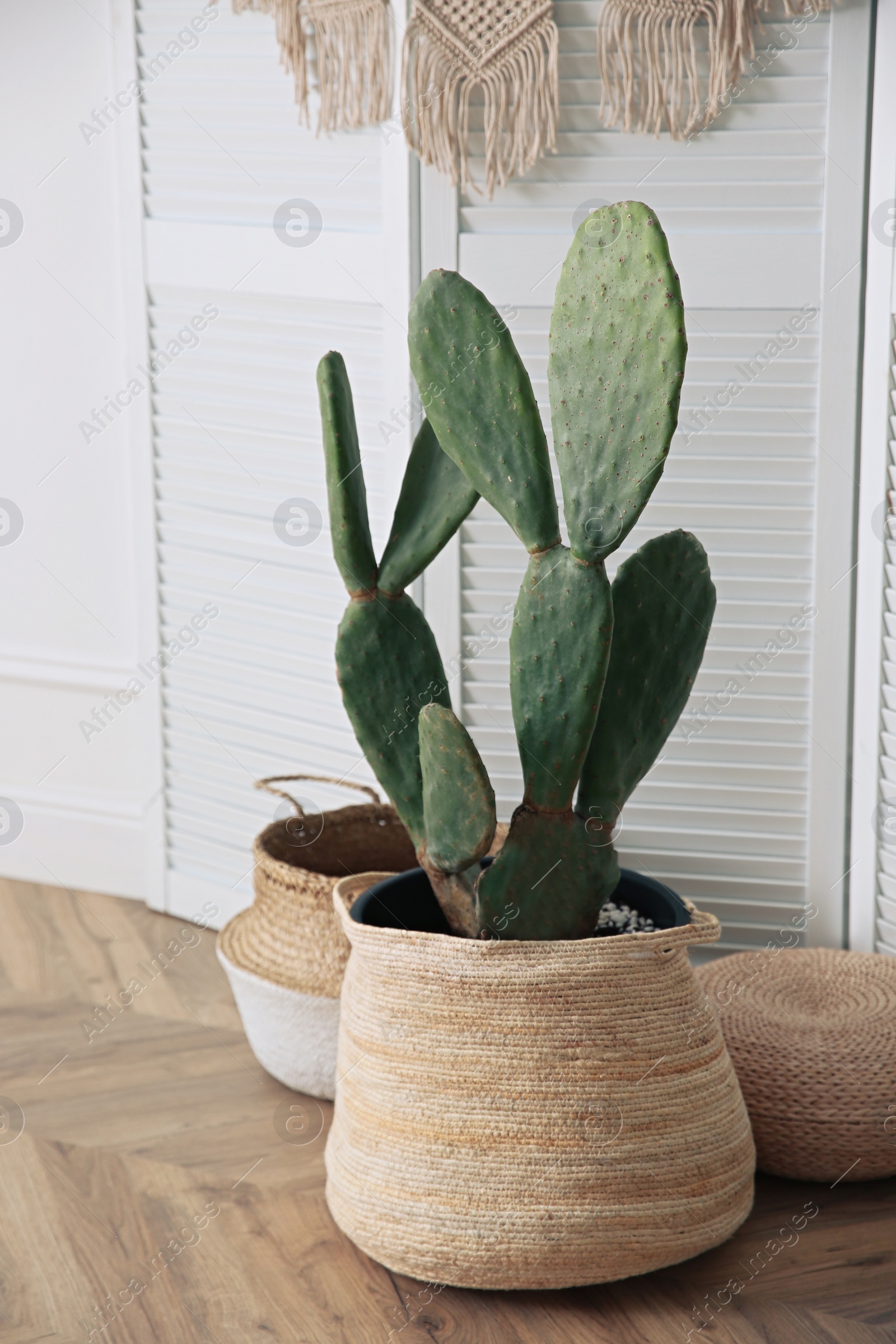 Photo of Stylish room with beautiful potted cactus. Interior design