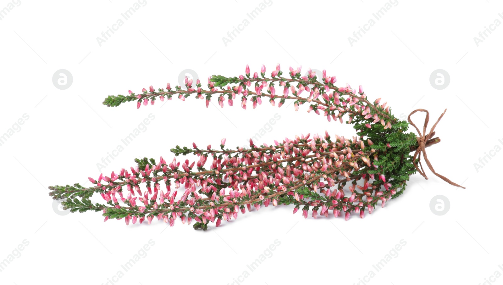 Photo of Bunch of heather branches with beautiful flowers isolated on white