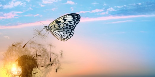 Image of Beautiful butterfly and delicate fluffy dandelion at sunset. Banner design