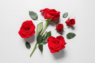 Beautiful red roses on light background, flat lay