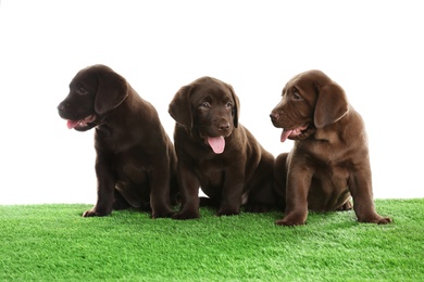 Chocolate Labrador Retriever puppies on green grass against white background