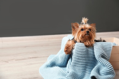 Yorkshire terrier in wooden crate on floor against grey wall, space for text. Happy dog