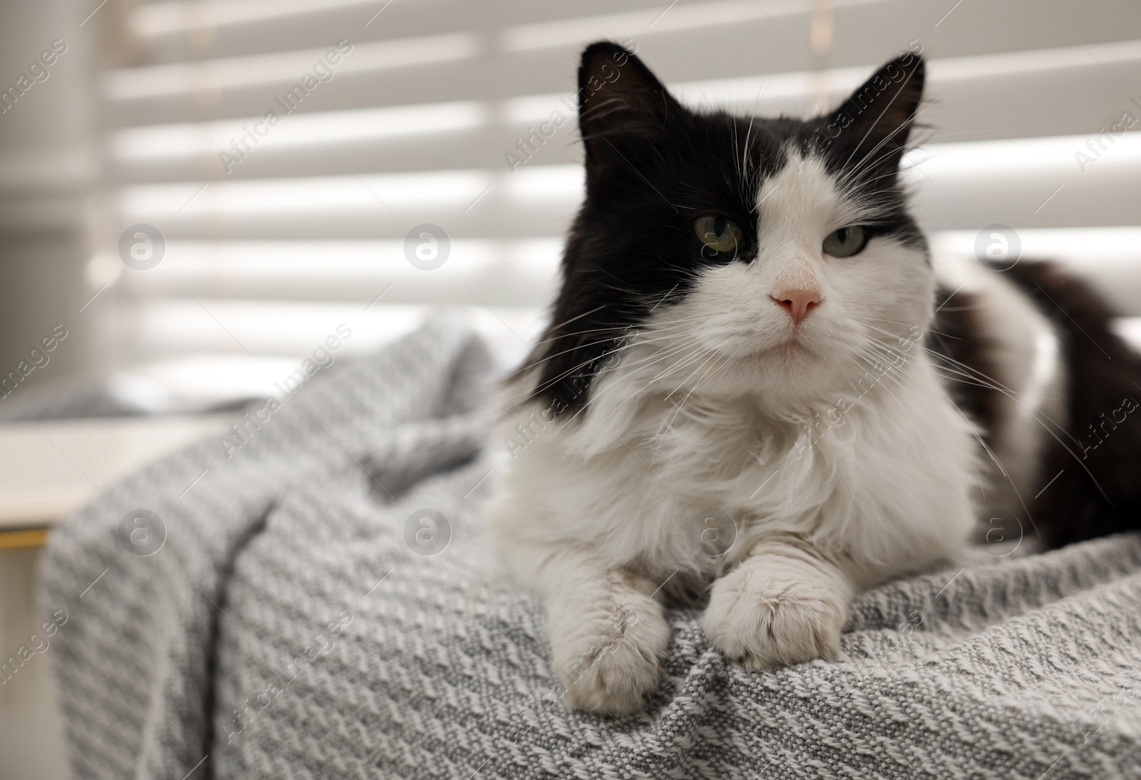 Photo of Cute cat relaxing on window sill at home, space for text. Lovely pet