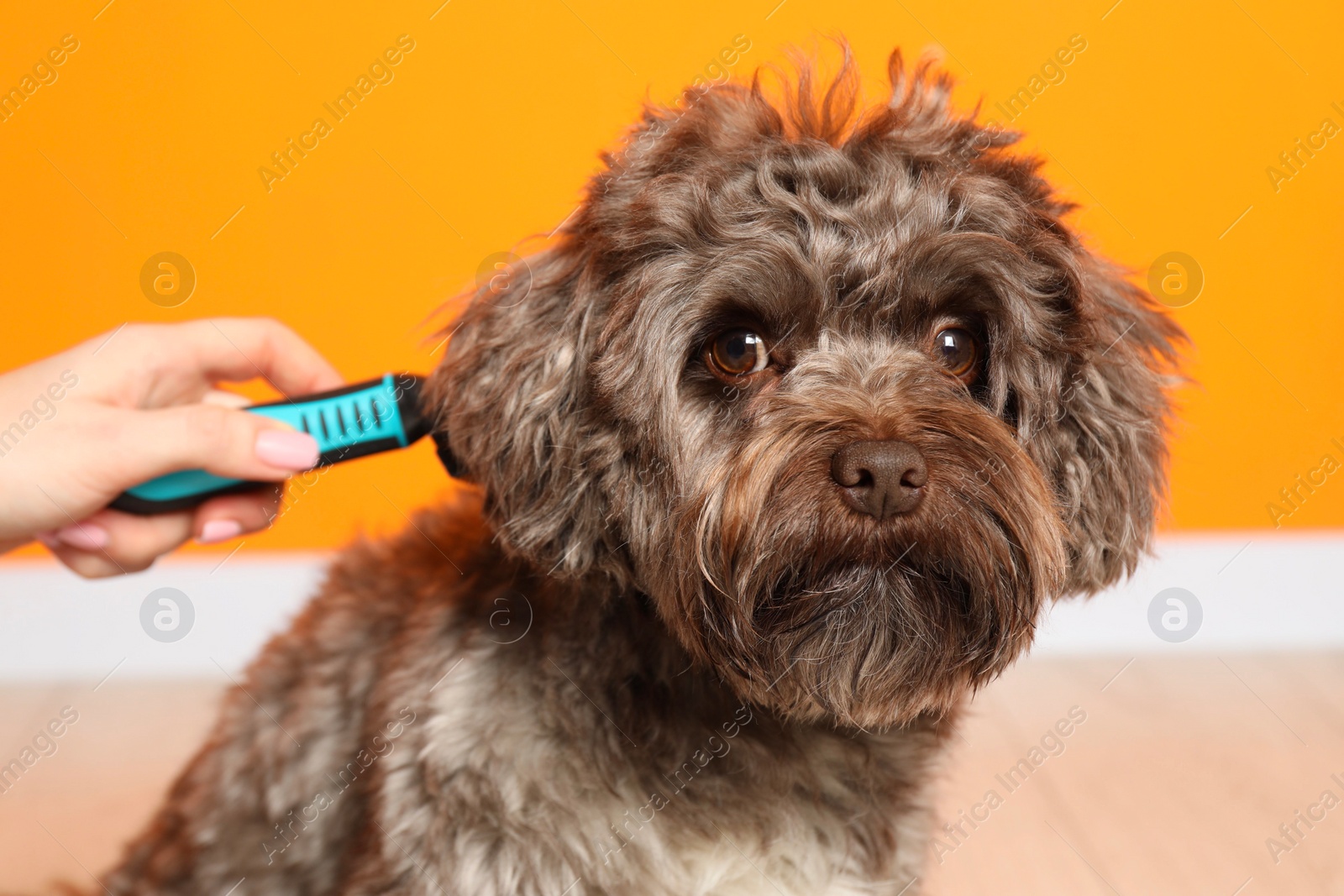 Photo of Woman brushing her cute Maltipoo dog near orange wall, closeup. Lovely pet