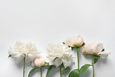 Photo of Beautiful blooming peony flowers on white background, top view