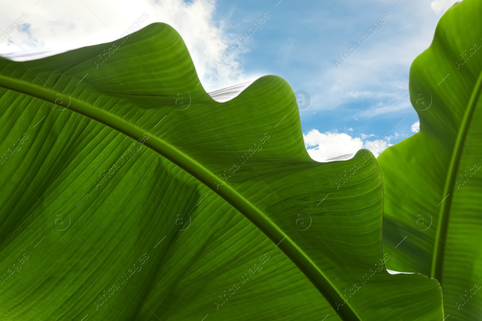 Photo of Closeup view of banana plant with beautiful green leaves outdoors. Tropical vegetation