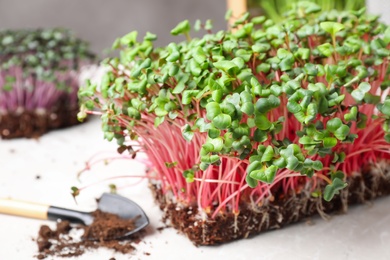 Fresh organic microgreen on white table, closeup