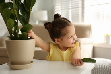 Little girl playing with houseplant at home