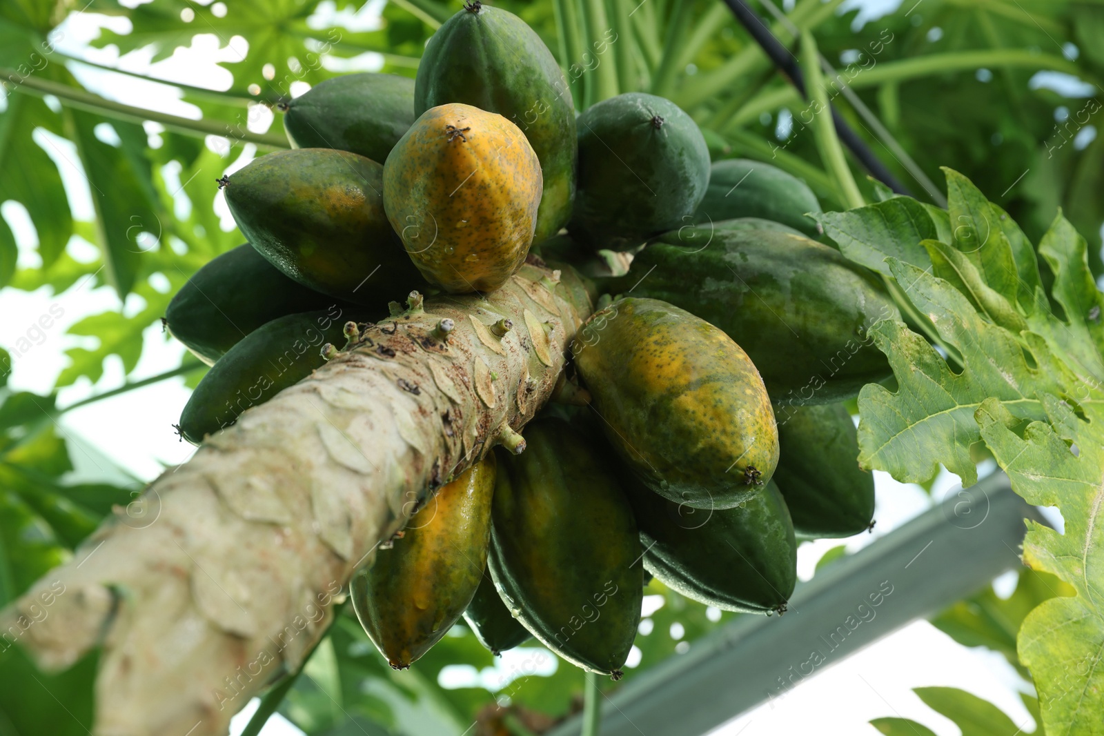 Photo of Unripe papaya fruits growing on tree outdoors, low angle view