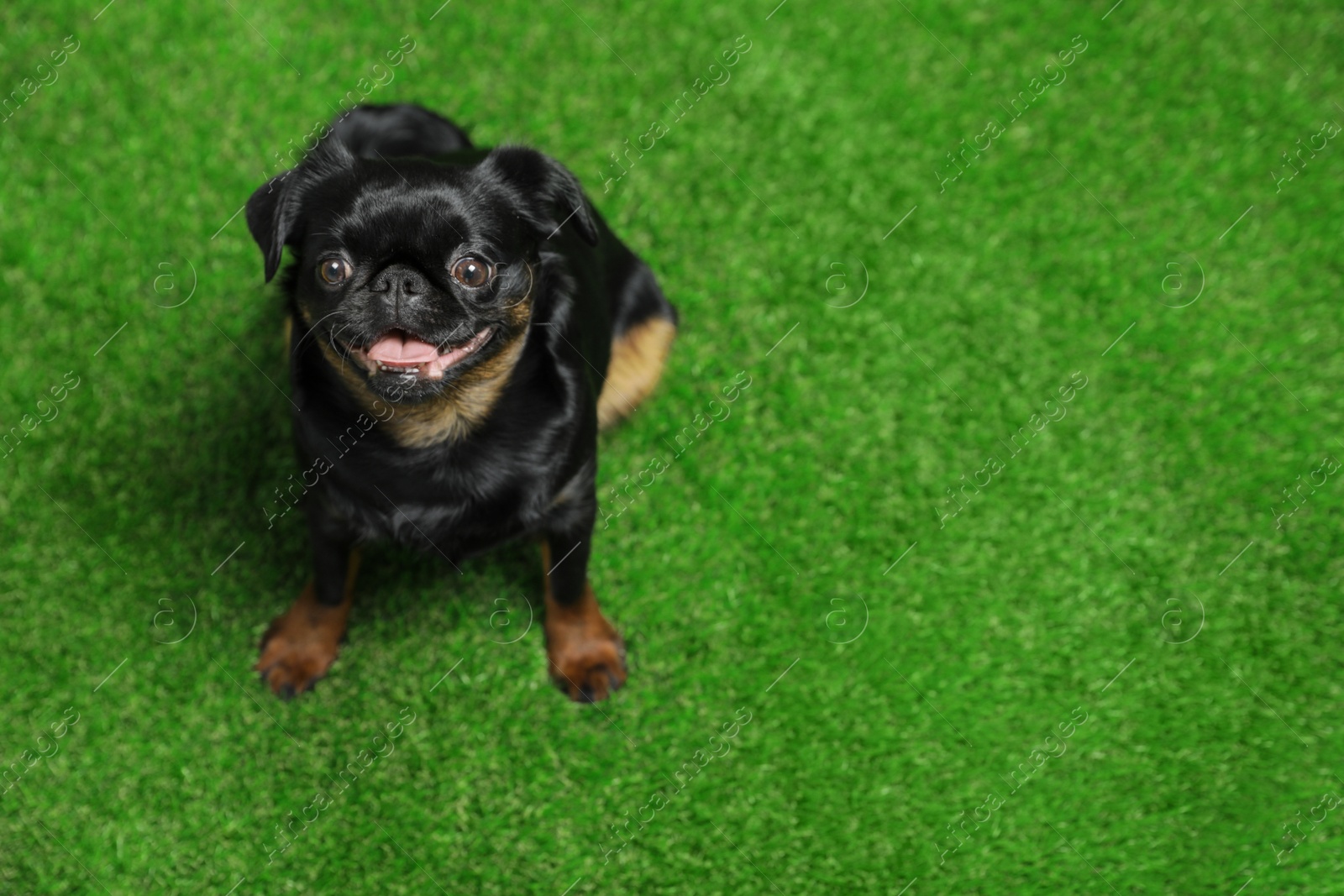 Photo of Adorable black Petit Brabancon dog sitting on green grass, above view with space for text