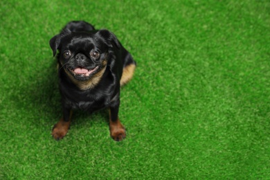 Photo of Adorable black Petit Brabancon dog sitting on green grass, above view with space for text