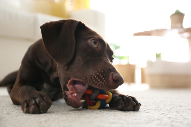 Cute German Shorthaired Pointer dog playing with toy at home