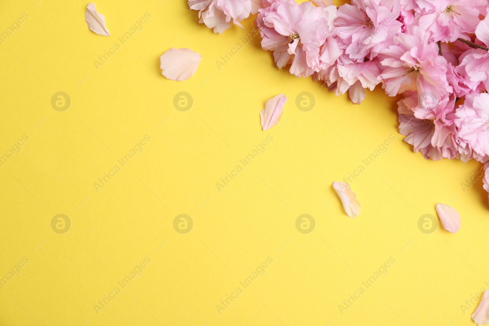 Photo of Sakura tree branch with beautiful blossom on yellow background, space for text. Japanese cherry