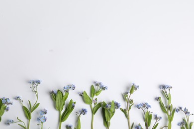 Photo of Beautiful forget-me-not flowers on white background, flat lay. Space for text