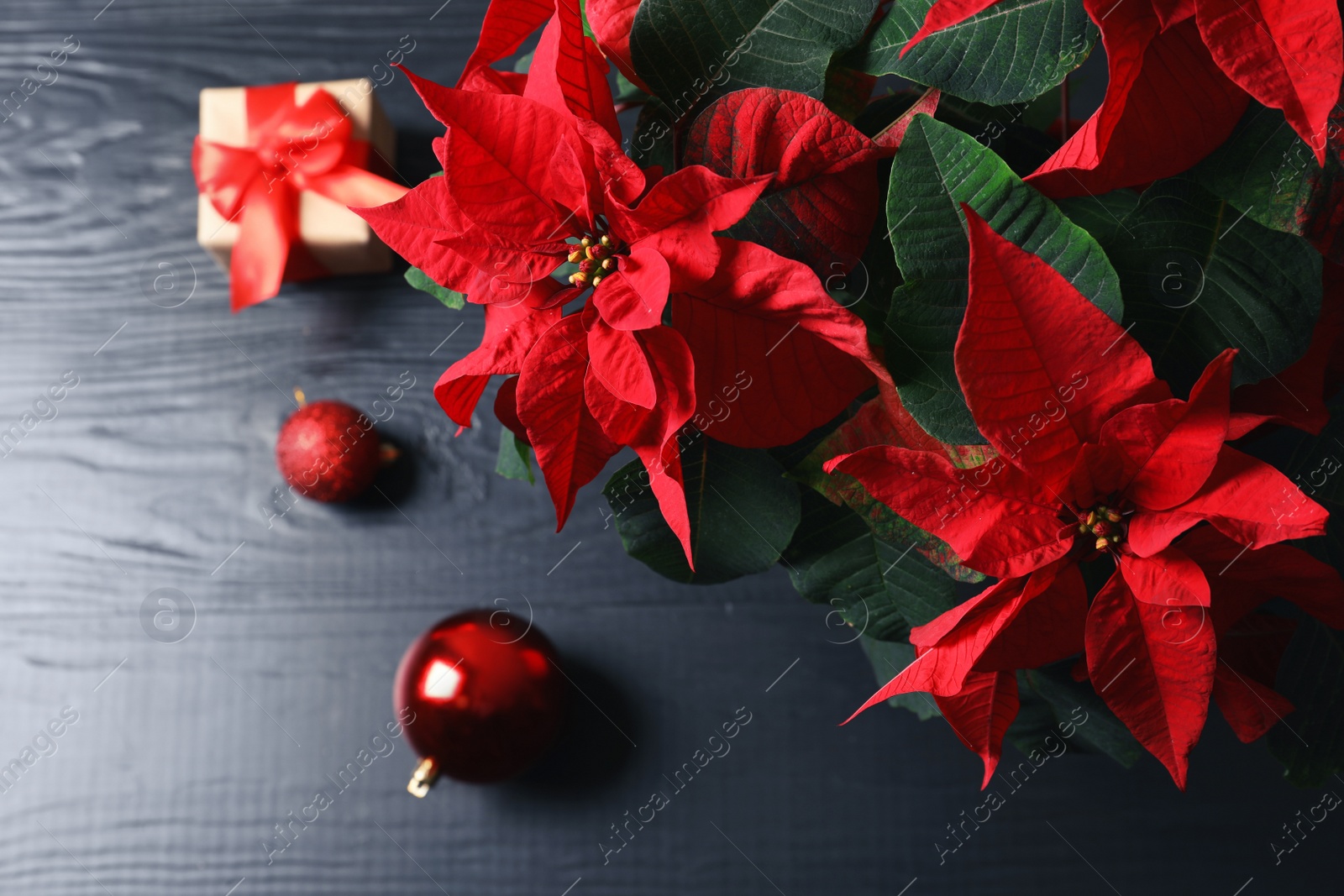 Photo of Poinsettia (traditional Christmas flower) with decor and gift on wooden table, top view