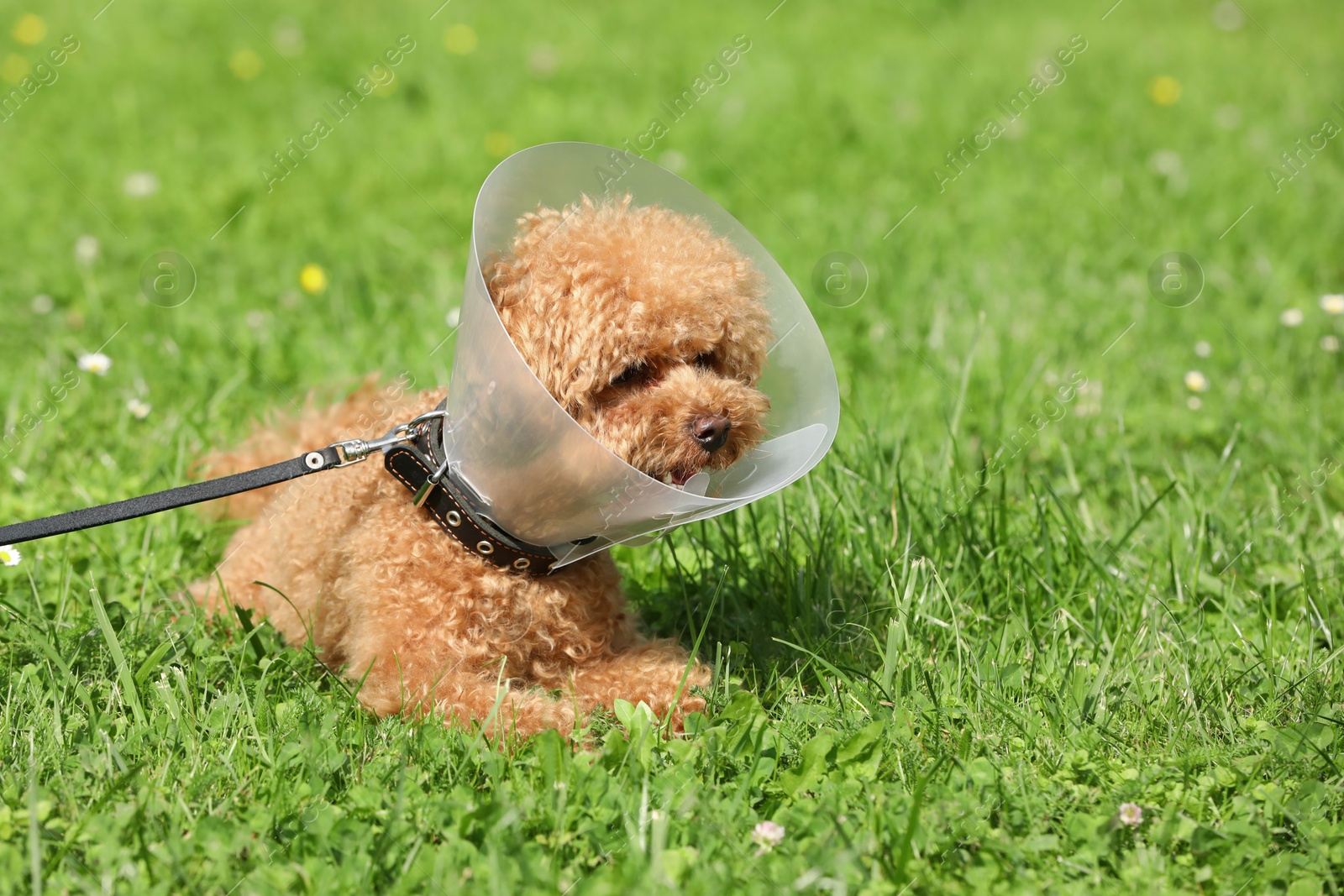 Photo of Cute Maltipoo dog with Elizabethan collar on green grass outdoors, space for text