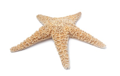 Photo of Beautiful sea star isolated on white. Beach object