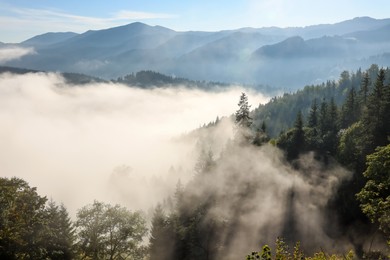 Photo of Picturesque view foggy forest in mountains on morning