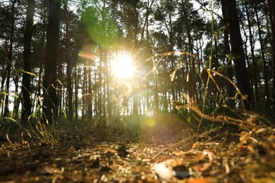 Beautiful view of sunset in conifer forest