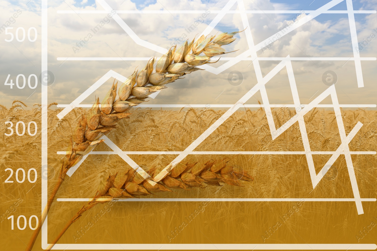 Image of Grain prices. Wheat field and graph, double exposure