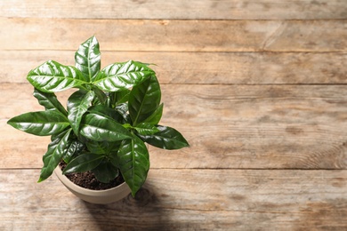 Photo of Fresh coffee plant with green leaves in pot on wooden table, above view. Space for text