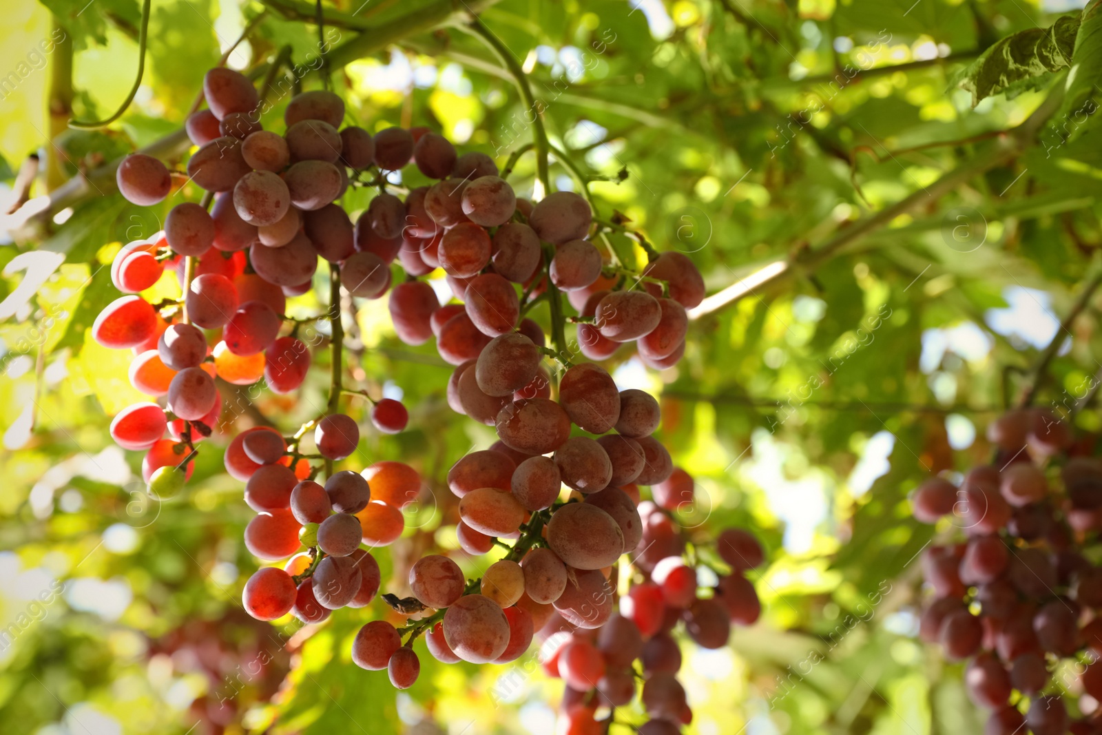 Photo of Fresh ripe grapes growing outdoors on sunny day