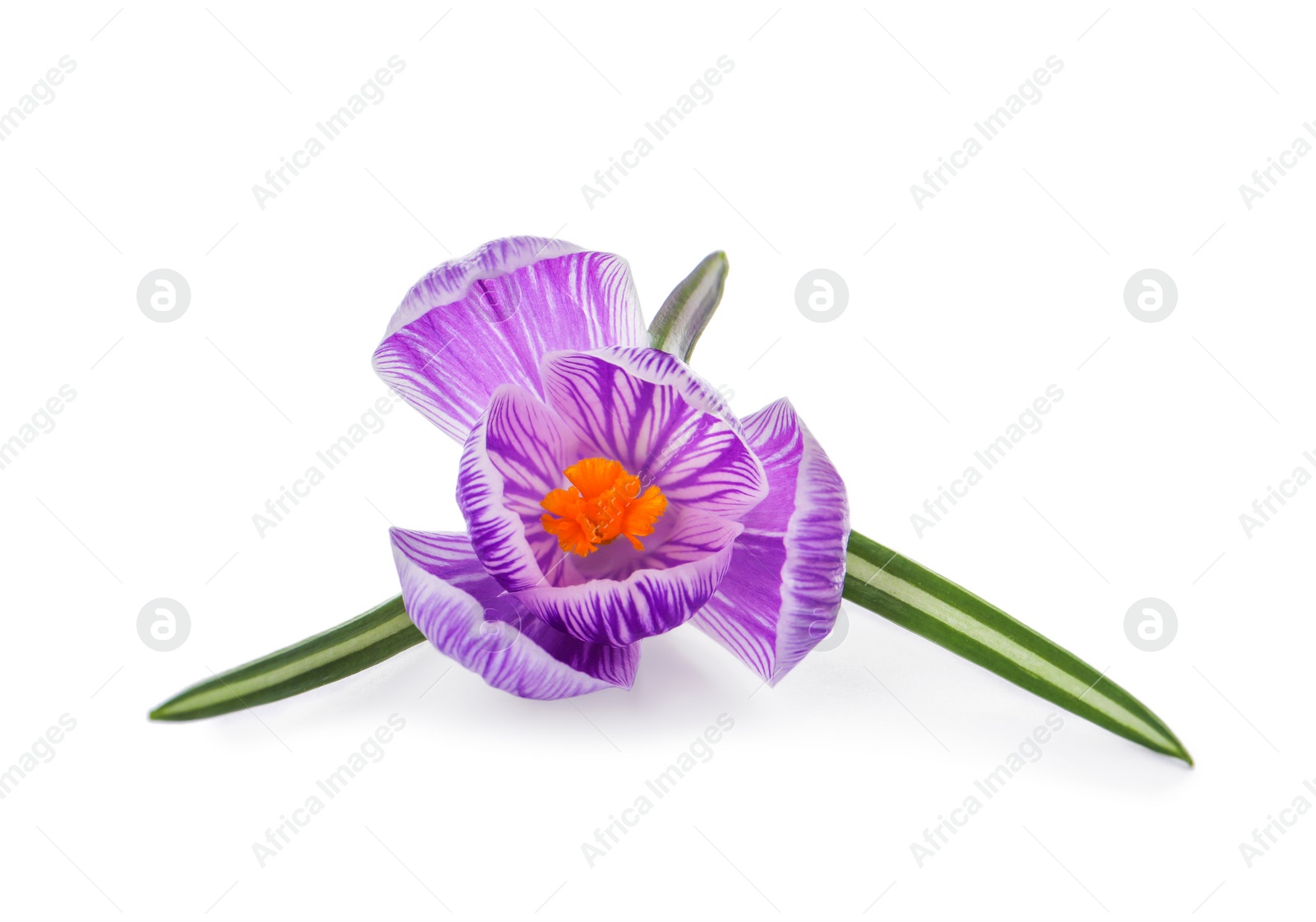 Photo of Beautiful fresh crocus flower isolated on white