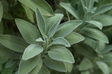 Photo of Beautiful sage plant with green leaves growing outdoors, closeup