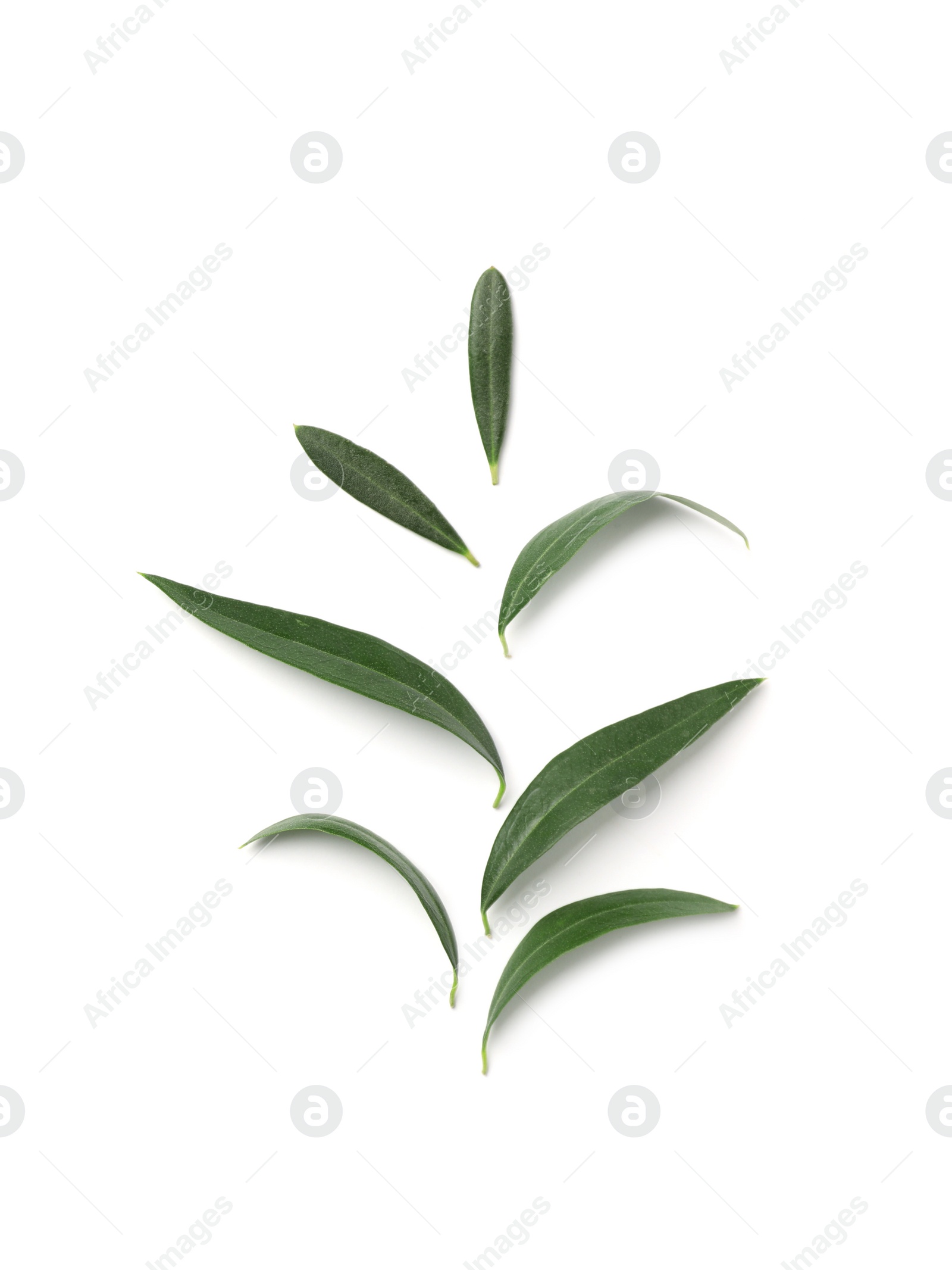 Photo of Composition with fresh green olive leaves on white background, top view